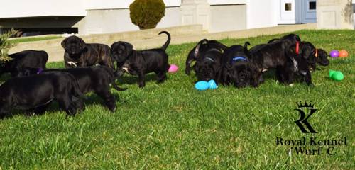 Cane Corso puppies, Lovingly raised Cane Corso breeders, Champion bloodline Cane Corso