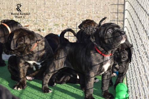 Cane Corso puppies, Lovingly raised Cane Corso breeders