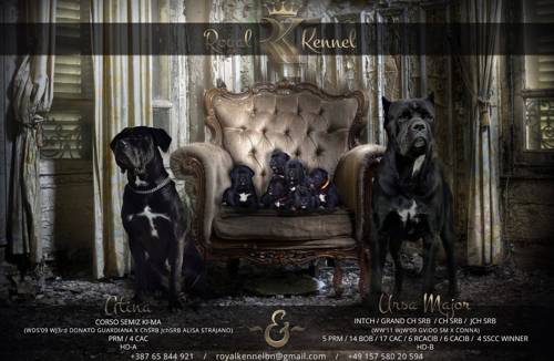 Exclusive Cane Corso breeds