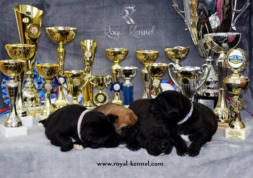 Cane Corso