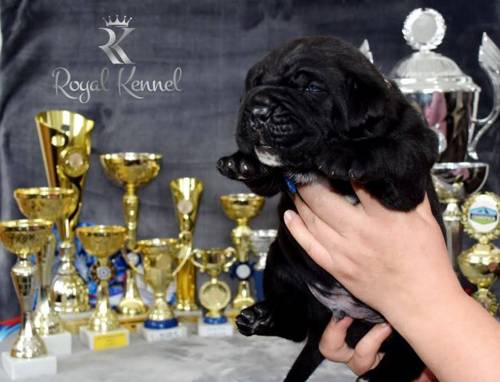 Cane Corso
