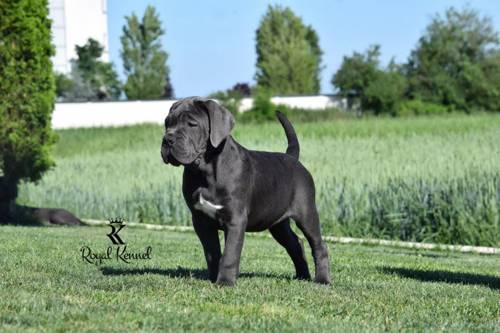 Cane Corso, Cane Corso adoption