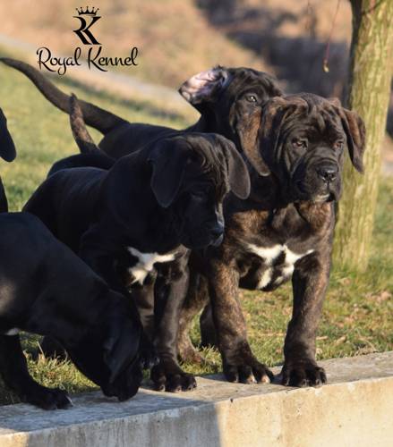 Cane Corso
