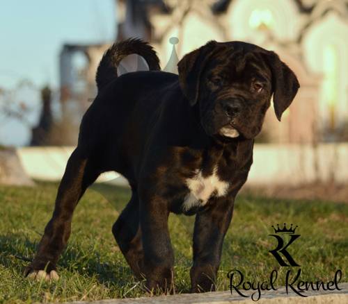 Cane Corso
