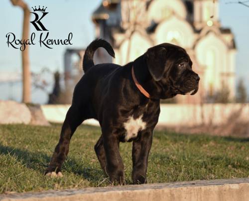 Cane Corso