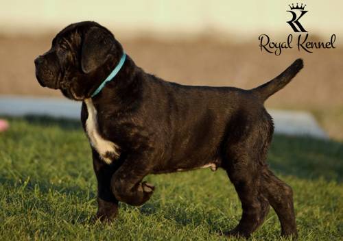 Cane Corso