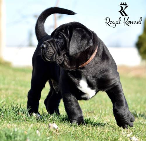 Cane Corso