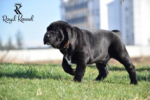 Cane Corso