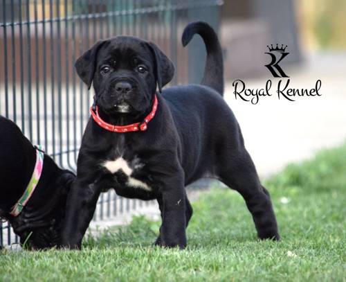 Cane Corso puppies, Responsible Cane Corso breeding