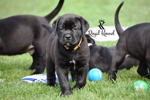 Cane Corso puppies, Cane Corso health