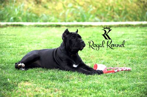 Cane Corso puppy, Cane Corso Kennel, Lovingly raised Cane Corso breeders