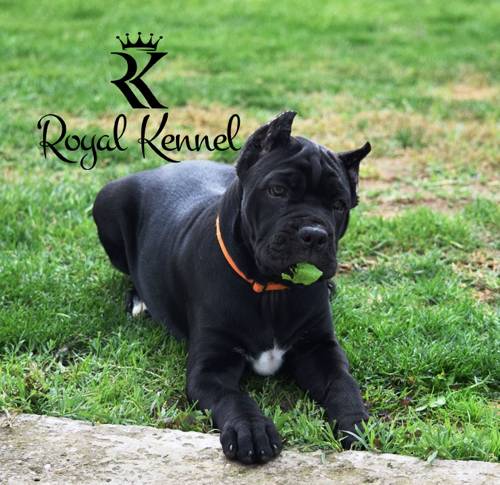 Cane Corso puppies, Top-quality Cane Corso