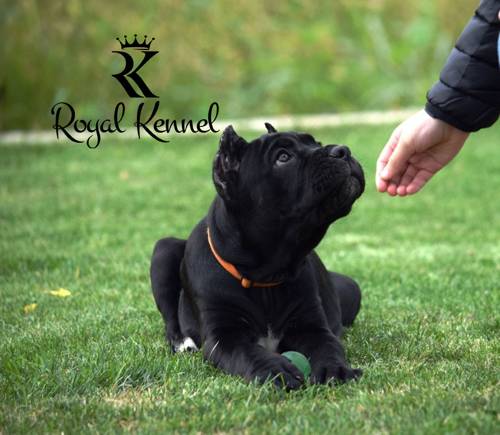 Cane Corso puppies, Cane Corso temperament