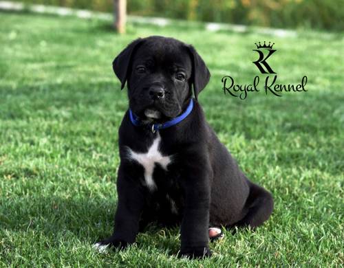 Cane Corso puppies, Pedigree Cane Corso