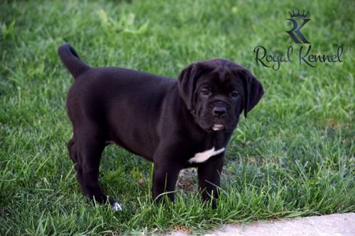 Cane Corso puppies, Cane Corso kennel