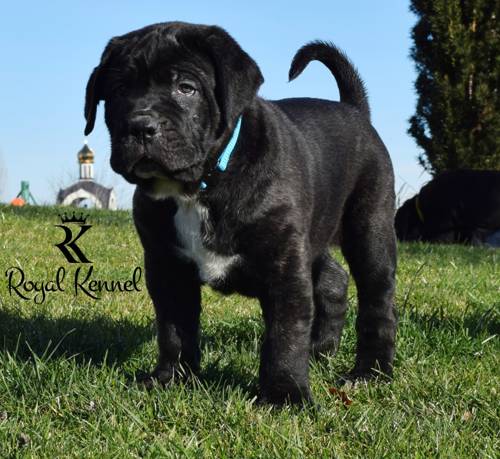 Cane Corso puppies, Lovingly raised Cane Corso breeders