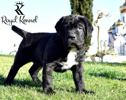 Cane Corso