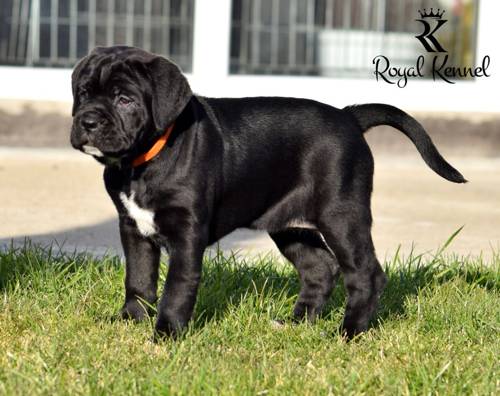 Cane Corso