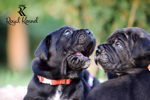 Cane Corso