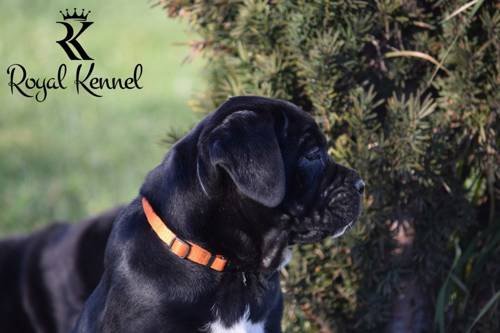 Cane Corso