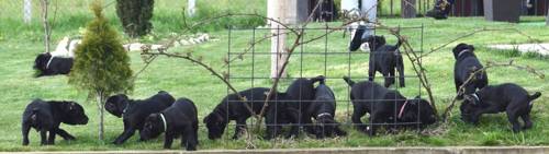 Cane Corso