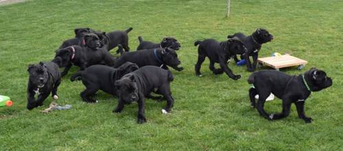 Cane Corso