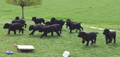 Cane Corso puppies, Lovingly raised Cane Corso breeders