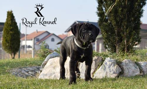 Cane Corso