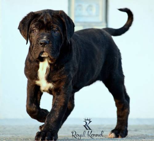 Cane Corso