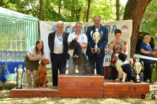 Cane Corso show dogs