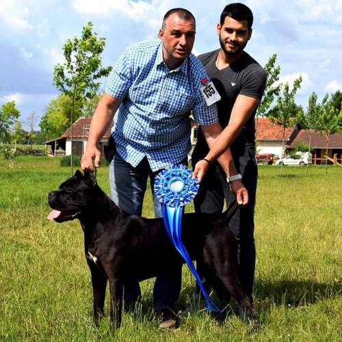 Cane Corso