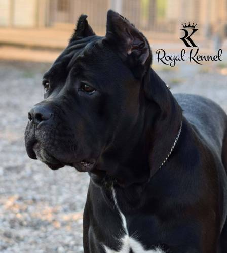 Cane Corso, Cane Corso show dogs