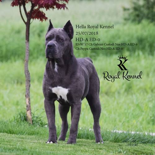 Cane Corso, Cane Corso puppies, Cane Corso health