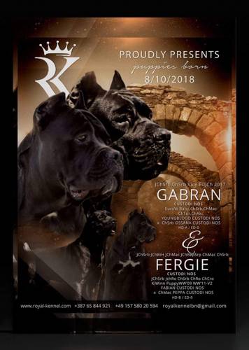 Cane Corso