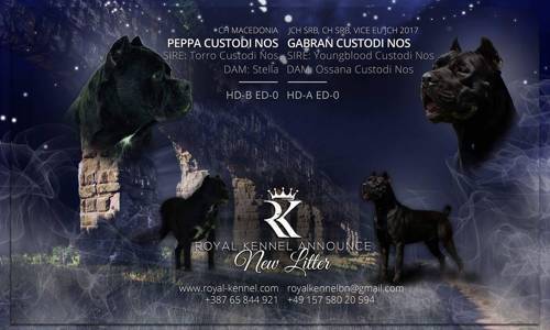 Cane Corso