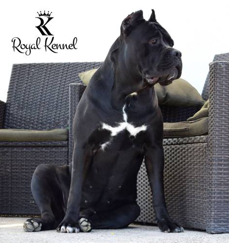 Cane Corso breed information