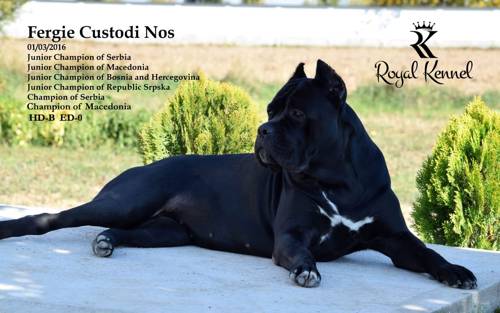 Cane Corso, Cane Corso puppies, Cane Corso best breeder, Top-quality Cane corso,