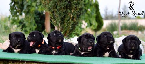 Cane Corso