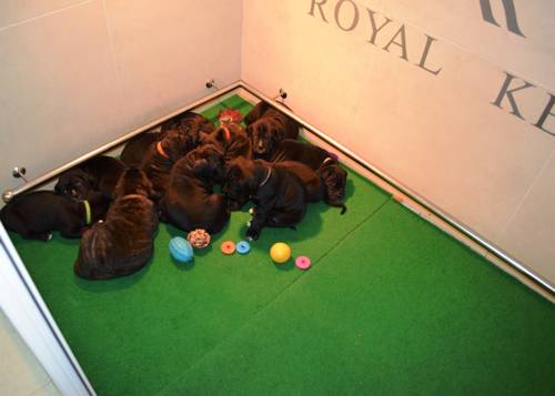 Cane Corso puppies, cane corso, Exclusive Cane Corso breeds