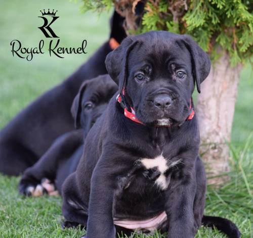 Cane Corso puppies,  Responsible Cane Corso breeding