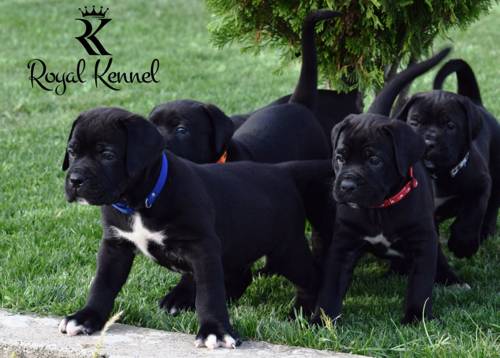 Cane Corso puppies, Cane Corso guardian dogs