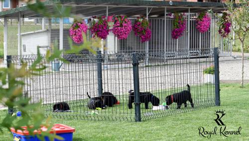 Responsible Cane Corso breeding