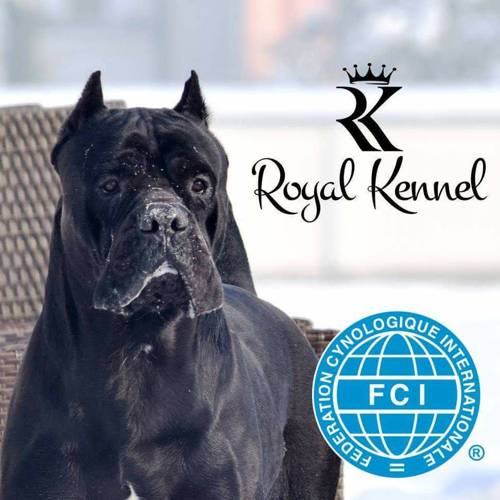Cane Corso
