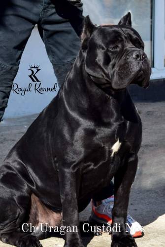 Cane Corso, Pedigree Cane Corso, Top-quality Cane Corso