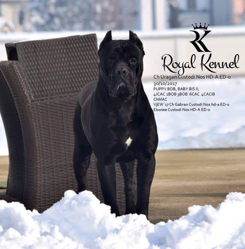 Cane Corso