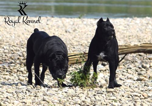 Cane Corso Elite Cane Corso lines, Cane Corso breed information