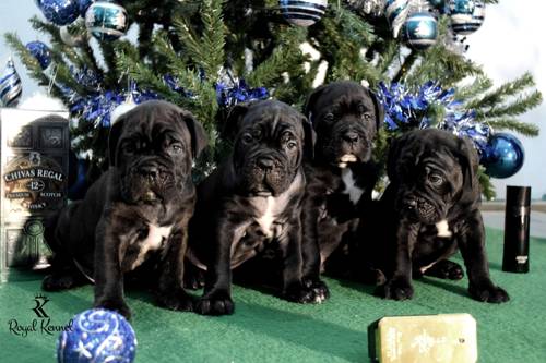 Cane Corso puppies, Italian Mastiff puppies, responsible breeding