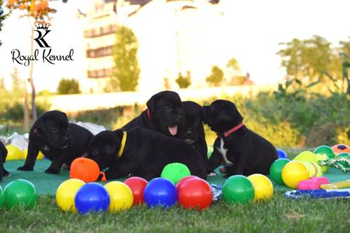 Cane Corso puppies, cane corso, Elite Cane Corso lines