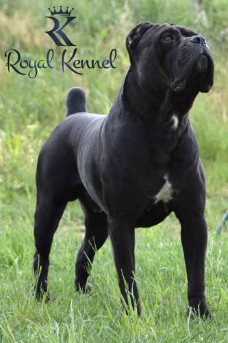 Cane Corso protection dogs