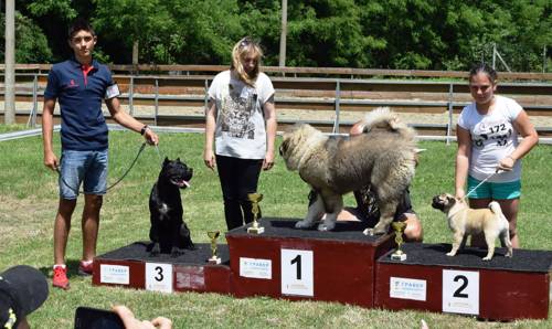 Lovingly raised Cane Corso breeders
